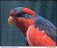 /album/lori-modroprsy-red-and-blue-lory/lori-modroprsi-1-jpg/